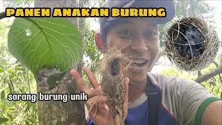 MUSIM PENGHUJAN BURUNG MULAI BIKIN SARANG