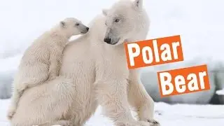 Discovery Education Kids - Polar Bears Rescue 2016