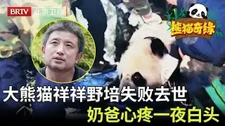 熊猫祥祥野培不幸失败，奶爸刘斌一夜白头难以释怀，心酸落泪 #大熊猫#cute 【熊猫奇缘】
