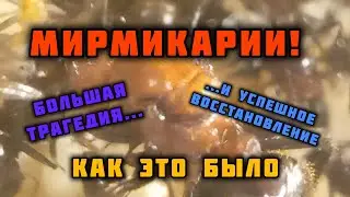 МИРМИКАРИИ! &bull; БОЛЬШАЯ ТРАГЕДИЯ И УСПЕШНОЕ ВОССТАНОВЛЕНИЕ &bull; Myrmicaria Brunnea