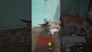 Di.Gaz Rabbit dachshund Chico and Cat 🐈 Чико 5 месяцев кроличья такса и кот 😸 #кот  #такса
