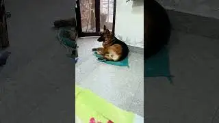 #funny #germanshepherd