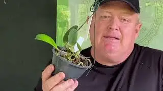 Vídeo de mudas!!