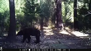 Bear pics and some friends on trail camera