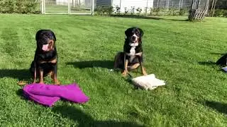 Rottweiler &bdquo;Sioux aus dem Blumental&ldquo; 17 Monate Familienbegleithund