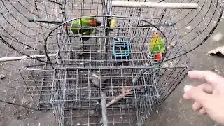 Kusi Bird sa City dumapo sa Cage Trap (Catch and Release) Safe Trap