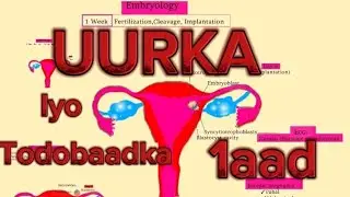 Embryology (1) Fertilization, Cleavage, Implantation | UURKA iyo todobaadka 1aad