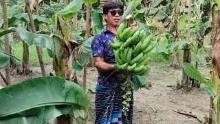Banana Bunch Harvest (Ep- 57)