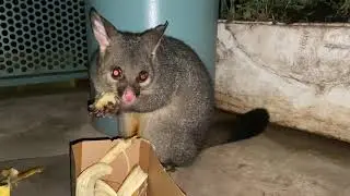 Common Brushtail Possum eats pieces of bananas