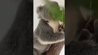 Watch This Koala Take on The Trees in Slow Motion 🐨
