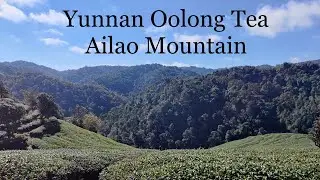 Making Taiwanese Oolong in Ailao Mountain: the story of Mr Huang