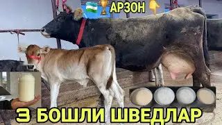 АРЗОНЧИ АКАДАН 3 БОШЛИ ШВЕД БОЛЛАРИ НОВВОС СИГИРЛАР СОТИЛАДИ SHIVEDLSR SOTILSDI 25 декабря 2025 г