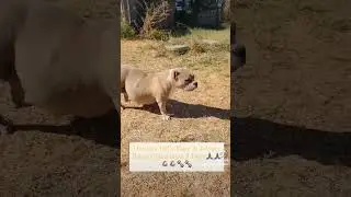 Dynasty Bulls Maze and HVK's Johnny Ringo Bulls Touching Down in 6 Days‼️#pocketbullies