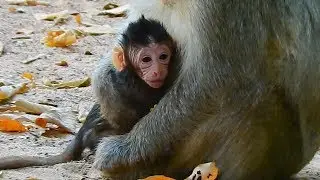 wow super big baby monkey just born by Elsa call Ellen
