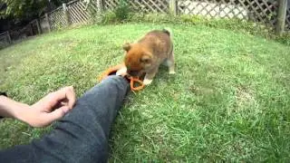Japanese dog 