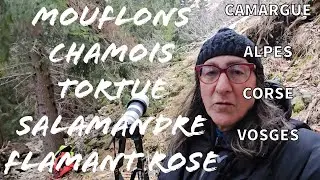 Mouflons-chamois-aigrettes-tortue et bonne année