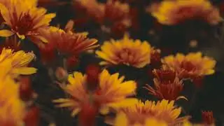 #Beautyfullflowers#relaxingmusic#feelingcalm 😀