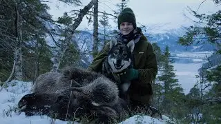 Dream moose hunt in the mountains (success)