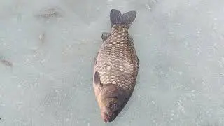 Карась ждет морозов . 12.01.2026. Баканас . Рыбалка .