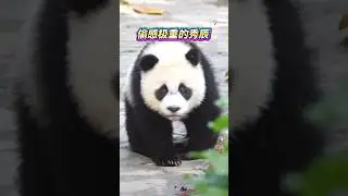 Xiuchen, who has a strong sense of theft偷感极重的秀辰 #panda #redpanda夕消 #pandalife