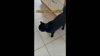 F&eacute;lix le malicieux attend sa boustifaille o&ugrave; il te crame... #pourtoi #chat