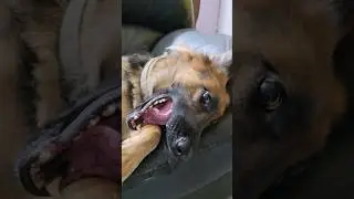 Little Princess!#germanshepherd #babygirl #leia #happiness #love #petlover #pets #viralvideo