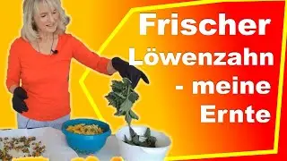 L&ouml;wenzahn-die heimische Heilpflanze mit gro&szlig;er Heilwirkung!