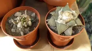 Re potting my Ariocarpus cactus plants ( Ariocarpus retusus & Ariocarpus agavoides )