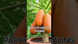 The Miraculous Healing Powers of Papaya: Can it Cure Chronic Diseases