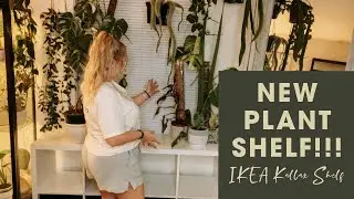 New Plant Shelf Set Up!! | Second Ikea Kallax Plant/Book Shelf | Plant Shelf Transformation