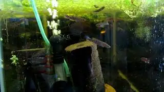 Breeding Killifish: Coloring Up -  Fundulopanchax walkeri GH2 Kutunse Ghana