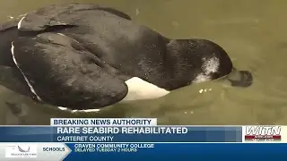 Rare seabird rehabilitated in Crystal Coast following shark bite