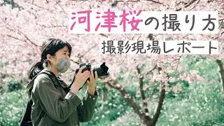【撮影風景】河津桜を単焦点レンズ58mmF1.4・ナノクリの美しいボケを生かして撮影するよ【プロの撮り方】
