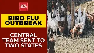 Bird Flu Live Updates: Bird Flu Alarm Across India, Central Teams Sent To 2 States | India Today
