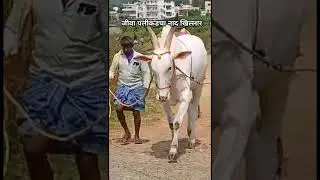 khillar news #love #song #dj #cow #bullfarm #madhuri #farming #goat #news #automobile