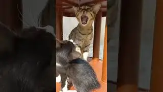 Funny cat scream video #scream #cats #catshorts #catlover #love #meena #funny #funnyvideo #catlife