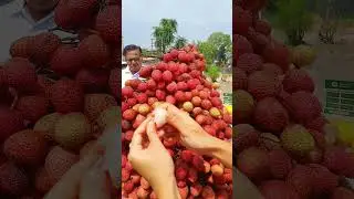 Litchi lover ❤️ 😍 #shorts #trending #viral #ytshort