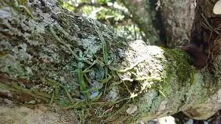 Philippine Native Orchids