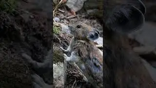 Adorable Pika Eating Flowers