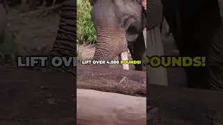 Top 5 Most Powerful Animals in the World!!!