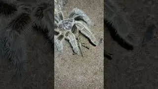 Grasshopper takes on Rose Hair Tarantula in Mortal Kombat!