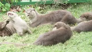 Smooth Coated Otter family playing - marking territory and grooming 