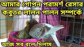 রেসার কবুতর পালনে আমার সব গোপন বিষয় বলে দিলাম। Racing pigeon. 