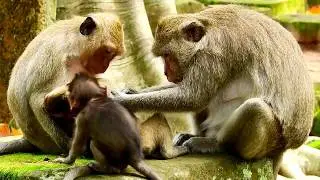 Og! Adult monkey push baby so hard cos timo very naughty, Look baby so lovely , Smart timo74