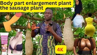 Sausage Tree: body Enhancement with Kigelia Africana | Fruit Benefits, Preparation, & Use. Nufutene
