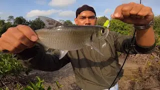 MENJELAJAHI HUTAN  MANGROVE MENCARI IKAN DAN KERANG UNTUK DIMAKAN !!
