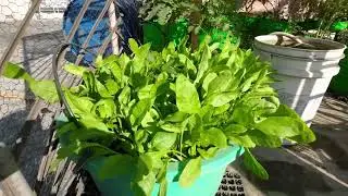 Growing Organic Palak At Home 🍀🥬| Chemical free | Kavita&nbsp;Kitchen&nbsp;Garden #terracegarden #farming