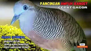Zebra Dove call Pancingan Perkutut Gacor Lokal Suara Kung Besar Terbukti Ampuh Cepat Bunyi! | ZD005