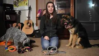 Pet Exploration
