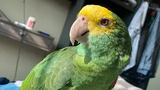 Como  identificar un loro amazonas oratrix | loro cabeza amarilla |  3 Marias | Alan Stom